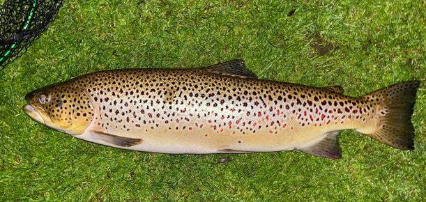 Trout Trout