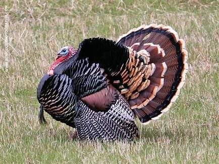 Wild Turkey Wild Turkey