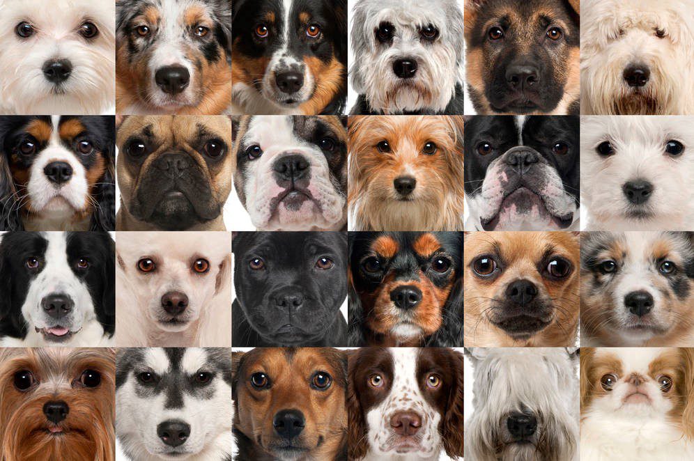 Dog Breeds Collage