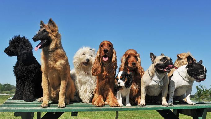 Dog Breeds