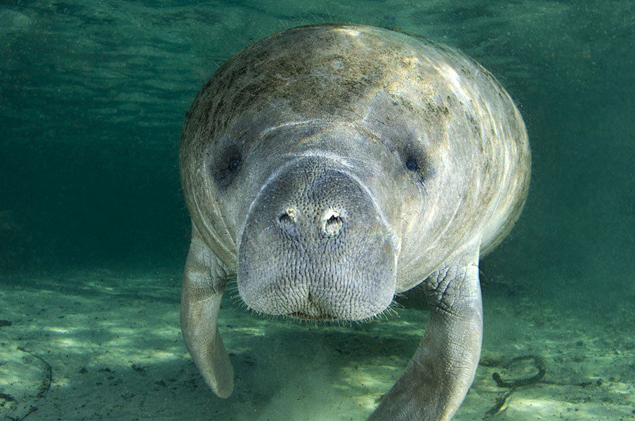 Manatee