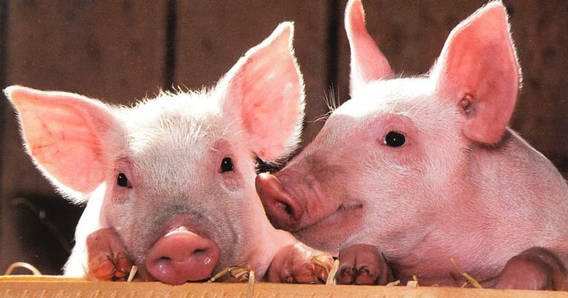 Pigs Pigs