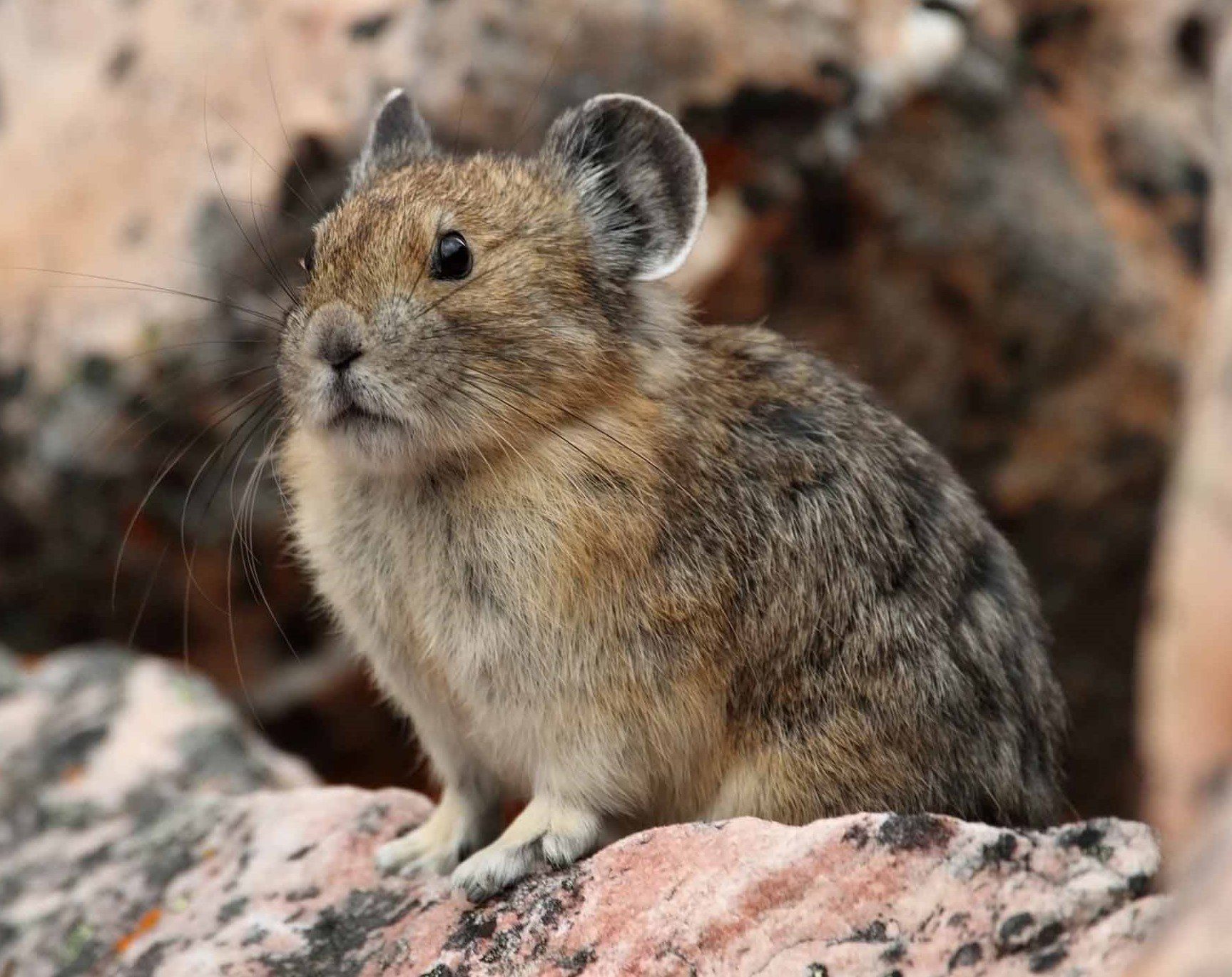 Pika