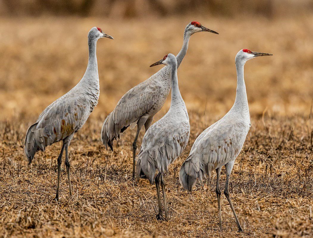 Sandhill Cranes Sandhill Cranes