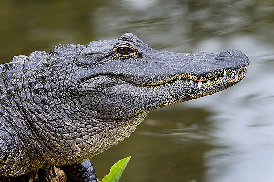 Alligator (2)