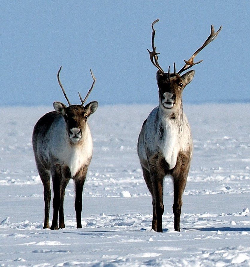 Caribou (2) Caribou (2)