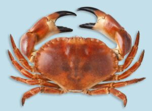 Crab - red (2) Crab - red (2)