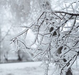 Branches  covered with ice after freezing rain. Sparkling ice covered everything after ice storm cyclone. Terrible beauty of nature concept. Winter landscape, scene, postcard. Selective focus.