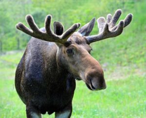 Moose (2) Moose (2)
