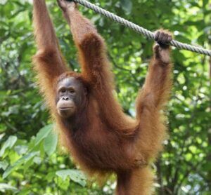 Orangutan (2) Orangutan (2)
