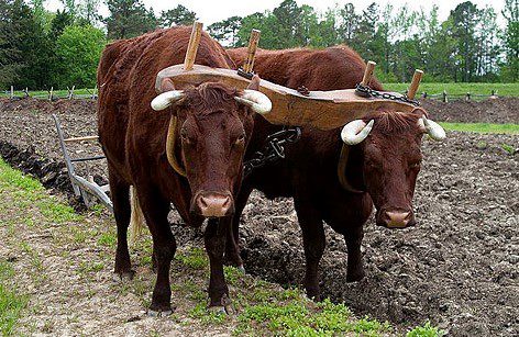 Oxen (2) Oxen (2)