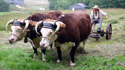 Oxen mowing a field Oxen mowing a field