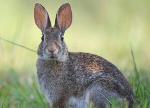 Rabbit (2) Rabbit (2)