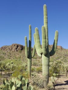 Saguaro - Two (2) Saguaro - Two (2)