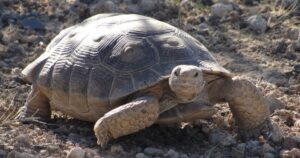 Desert Tortoise (2) Desert Tortoise (2)