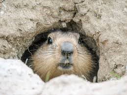 Groundhog (2) Groundhog (2)
