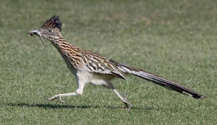 Roadrunner (2) Roadrunner (2)