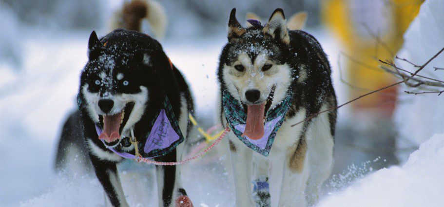 sled-dogs-iditarod (2)