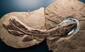 Miguasha National Park - fish fossil